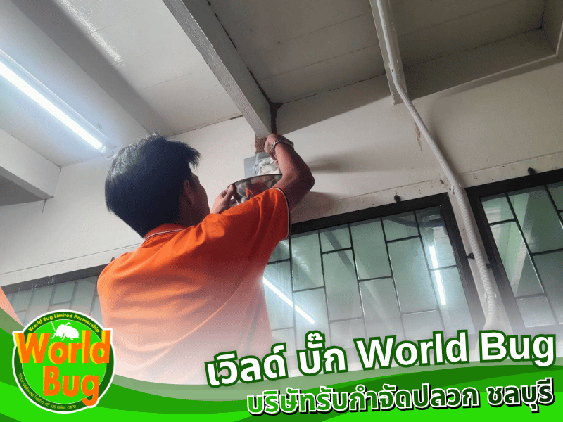 กำจัดปลวกแบบเหยื่อล่อ กำจัดปลวกแบบเหยื่อล่อ