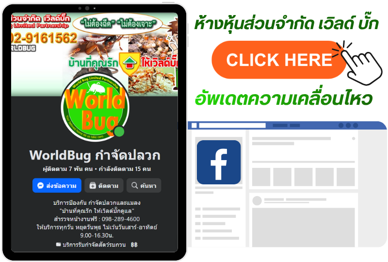กำจัดปลวก