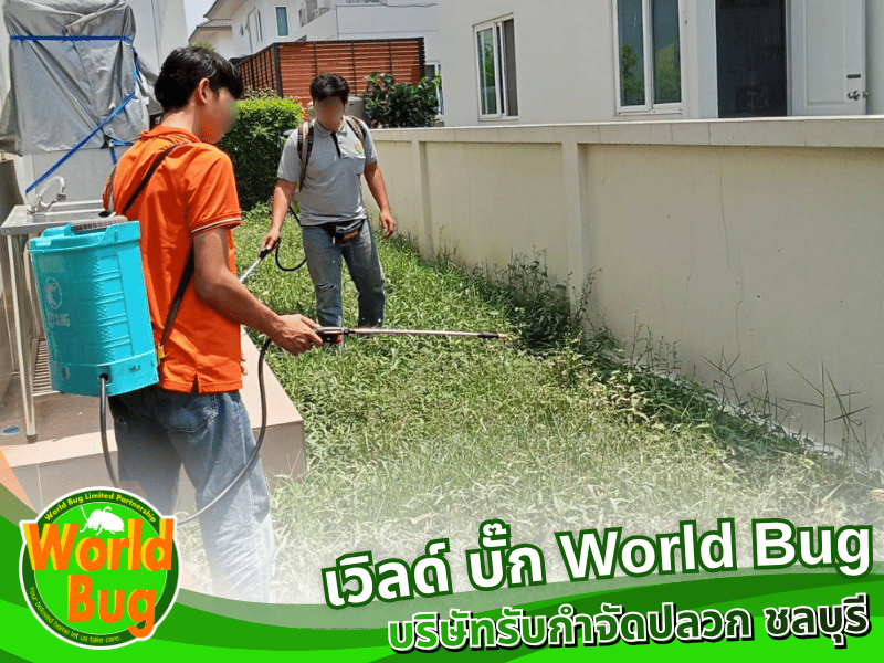 บริการฉีดกำจัดปลวก บริการฉีดกำจัดปลวก