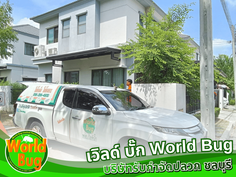 บริษัทรับกำจัดปลวกชลบุรี บริษัทรับกำจัดปลวกชลบุรี